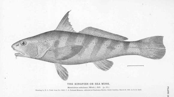 Image of Seerfishes