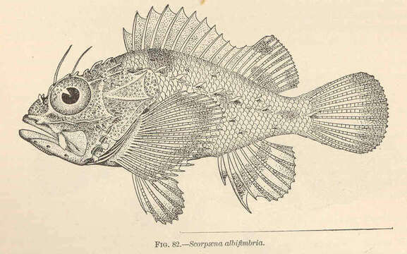 Plancia ëd Scorpaena albifimbria Evermann & Marsh 1900