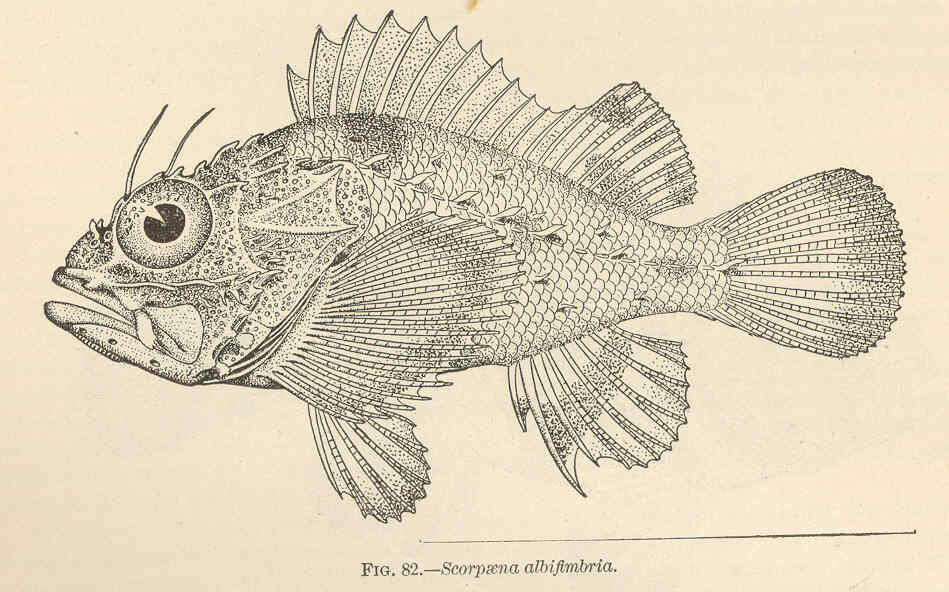 Image of Coral Scorpionfish