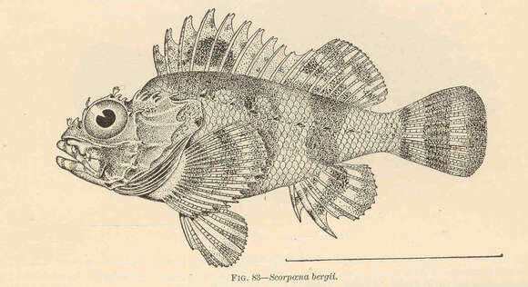 Image of scorpionfishes