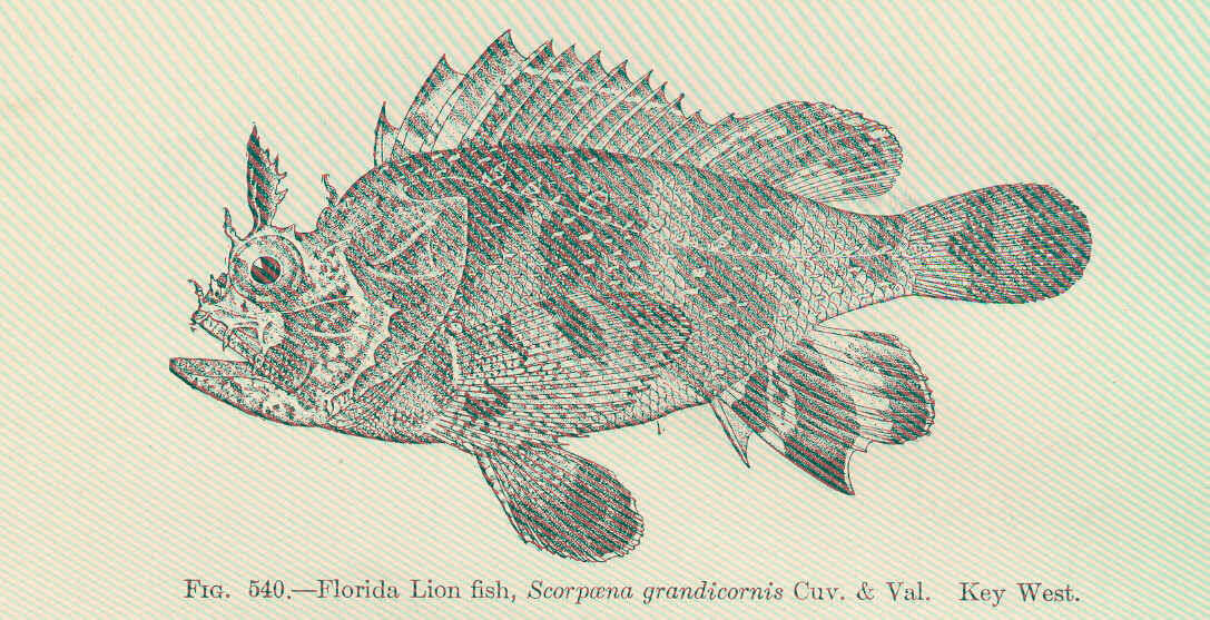 Image of Grass scorpionfish