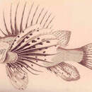 Pterois miles (Bennett 1828) resmi