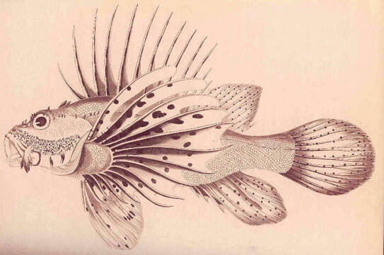 Image of Pterois