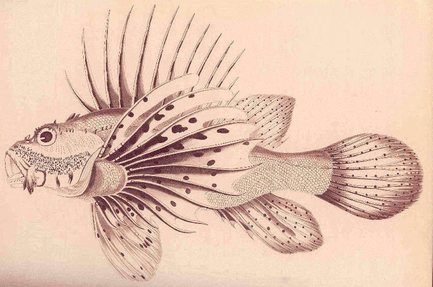 صورة سمكة التنين