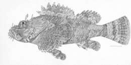 Image of Scorpionfish