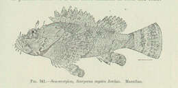 Image of Scorpionfish