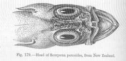 Image of scorpionfishes