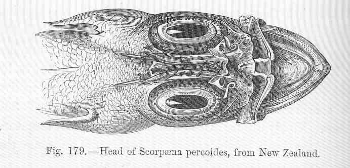 Image of scorpionfishes