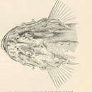 Imagem de Scorpaenopsis cacopsis Jenkins 1901