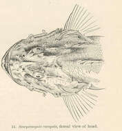 Image of Jenkin&#39;s scorpionfish