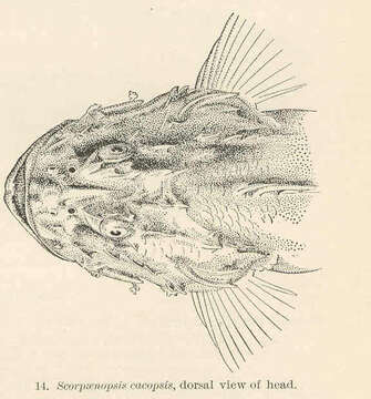 Scorpaenopsis cacopsis Jenkins 1901 resmi