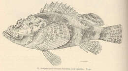 Image of Jenkin&#39;s scorpionfish