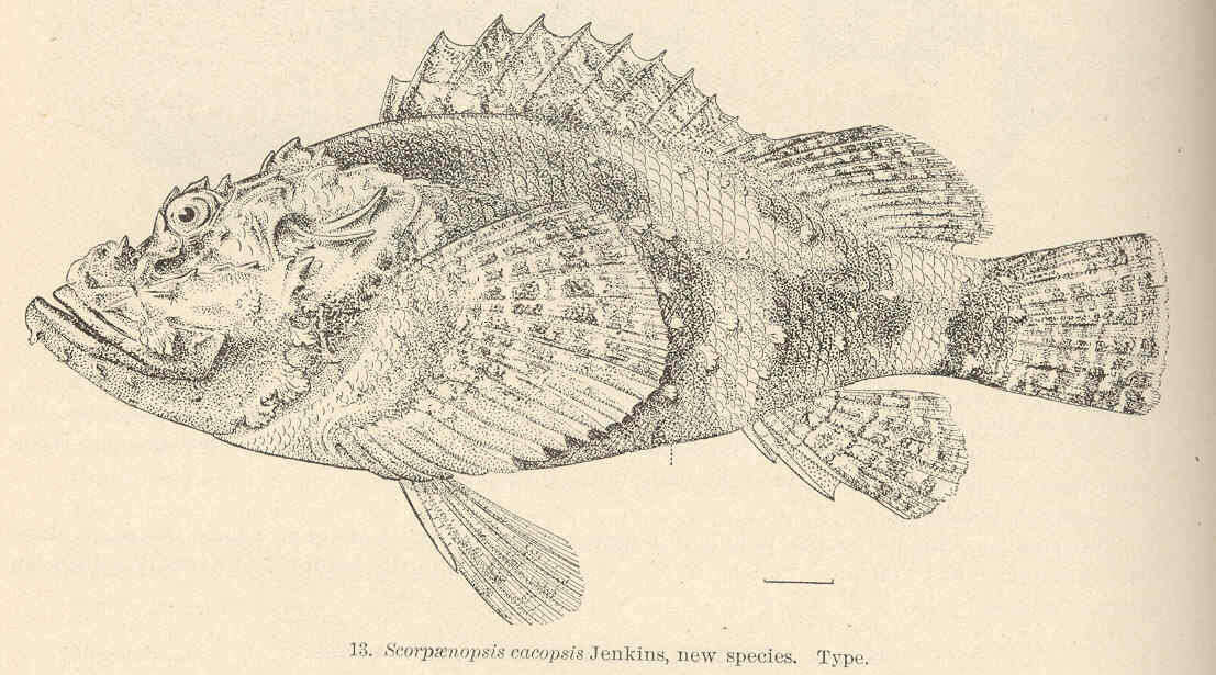 صورة Scorpaenopsis cacopsis Jenkins 1901