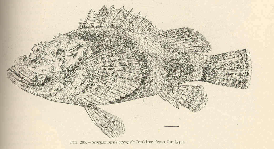Image of Jenkin&#39;s scorpionfish