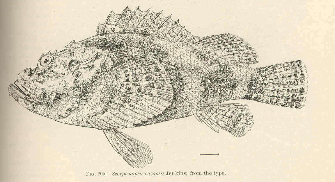 Слика од Scorpaenopsis cacopsis Jenkins 1901