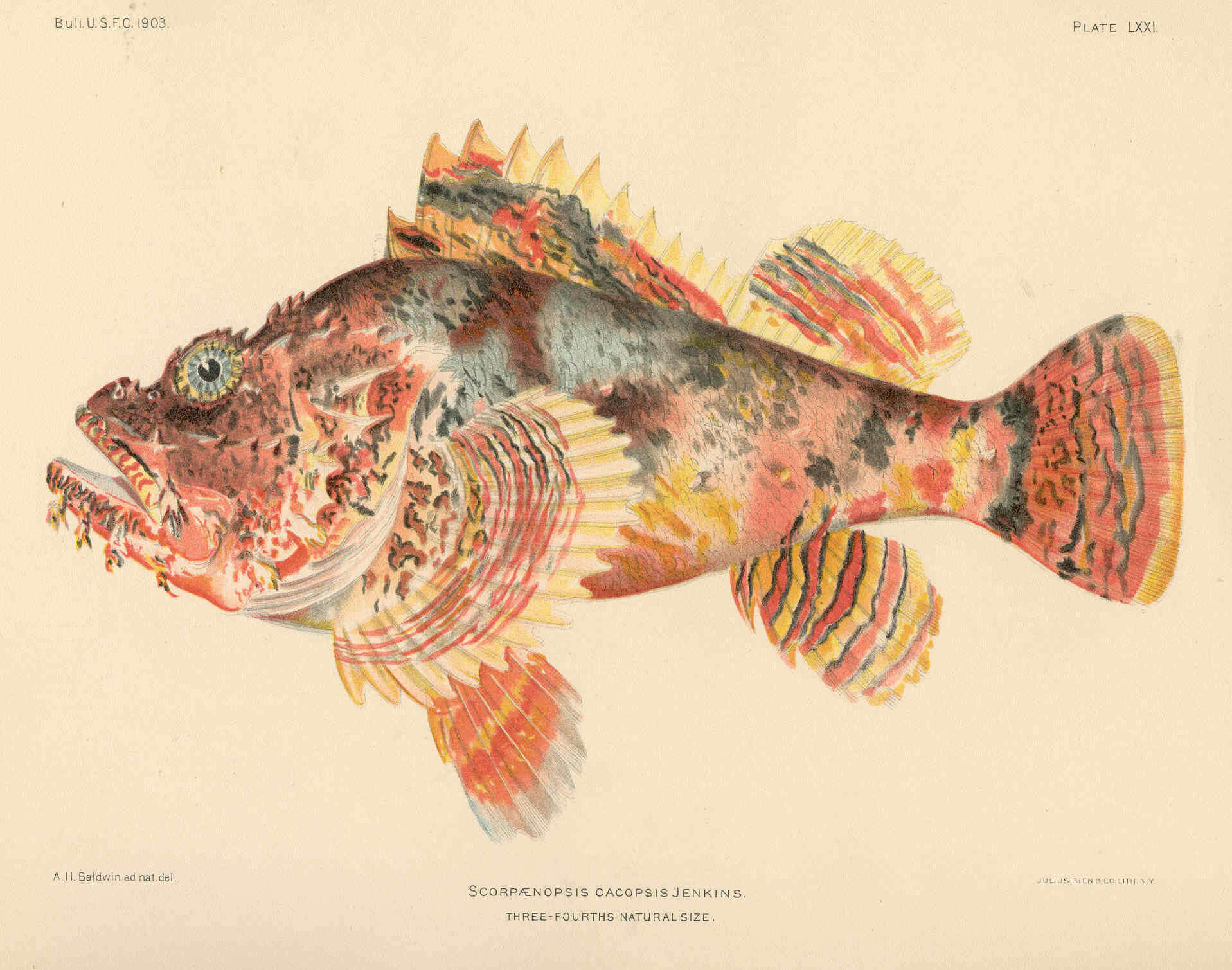 Слика од Scorpaenopsis cacopsis Jenkins 1901