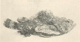 Image of Jenkin&#39;s scorpionfish