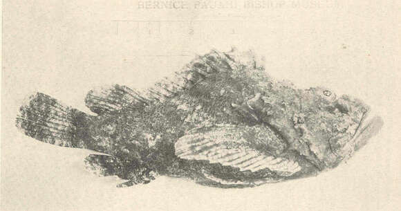 Image of Jenkin&#39;s scorpionfish