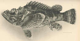Image of Scorpaenopsis