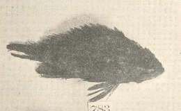 Image of scorpionfishes