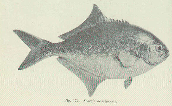 Image of Scorpis