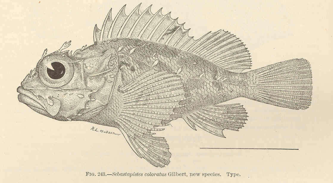 Image of Scorpaena colorata (Gilbert 1905)