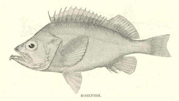 Image of Dwarf sea bass