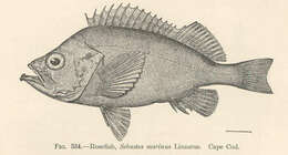 Serranus resmi