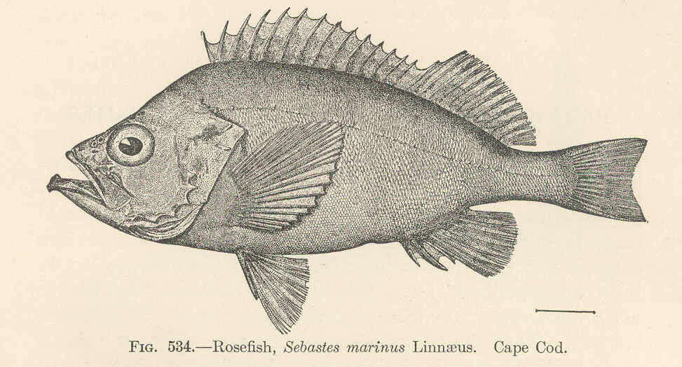 Image of Dwarf sea bass