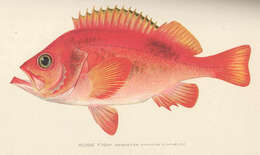 Serranus resmi