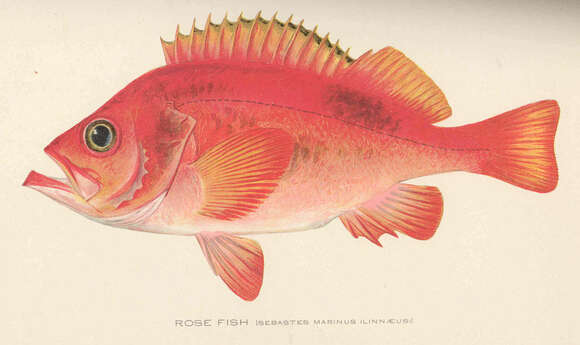 Image of Dwarf sea bass