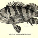 Image of Treefish