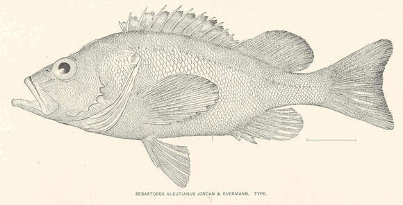 Image of Rockcod