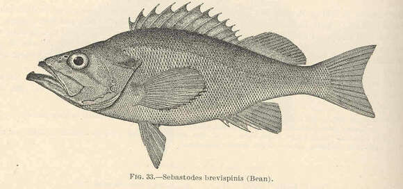 Image of Rockcod