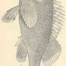 Image of Dusky rockfish