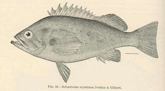 Image of Rockcod