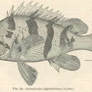 Image of Tiger rockfish