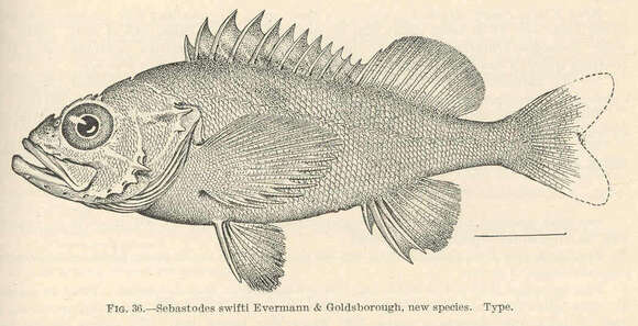 Image of Rockcod