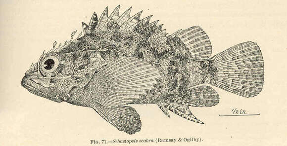 Image of Scorpaeniformes