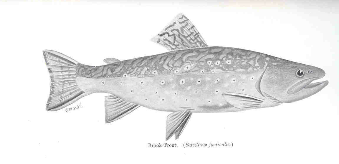 Image de Salvelinus