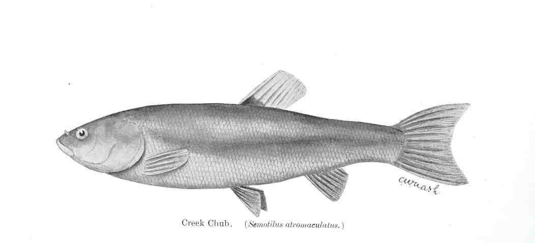 Image of Semotilus