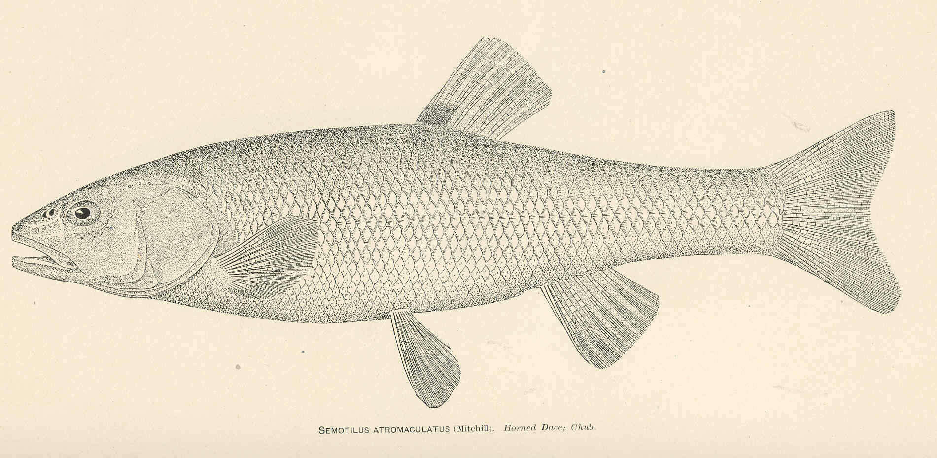 Image of Semotilus