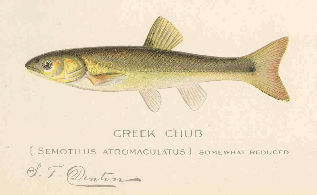 Image of Semotilus