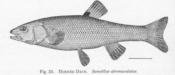 Image of Semotilus