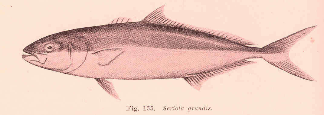 Image of Amberfishes