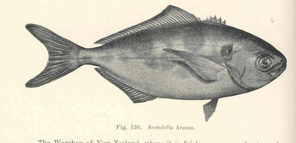 Image of Seriolella