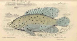 Image de Serranus