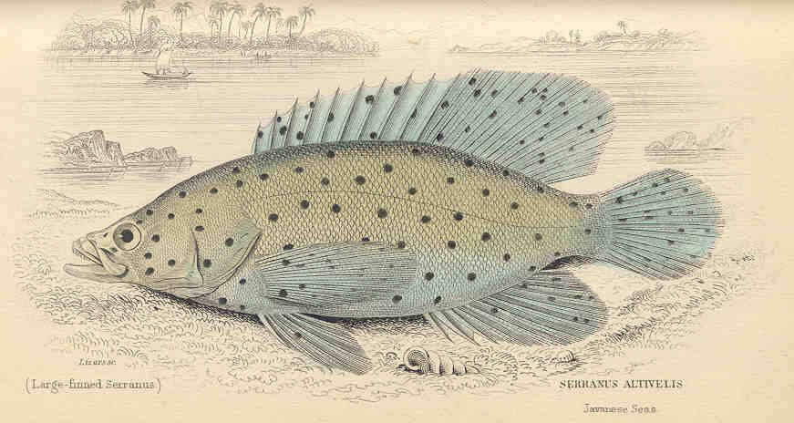 Image of Dwarf sea bass