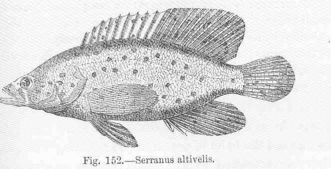 Image of Dwarf sea bass