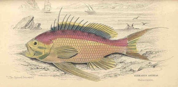 Image of Anthias